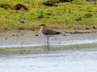 Bothal Pond